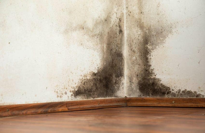 a beginner’s guide to black spot mould – causes, problems and solutions