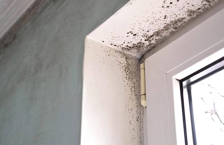 A Guide to Damp and Mould in Rented Homes