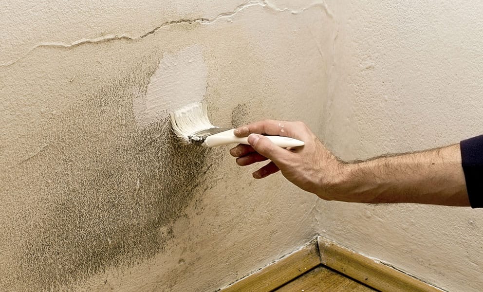paint for damp walls – does it work?