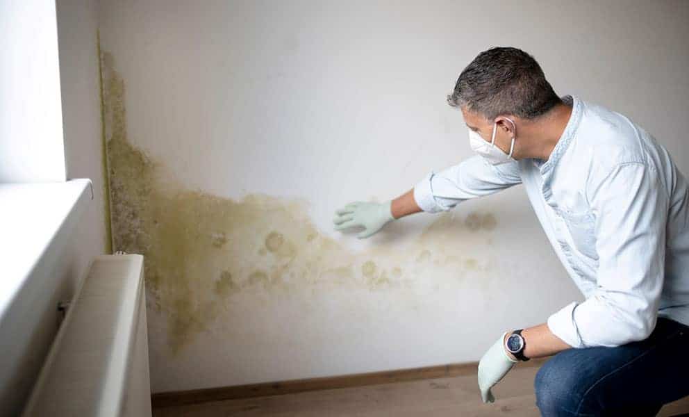 Dealing with Mould in a Rented Property