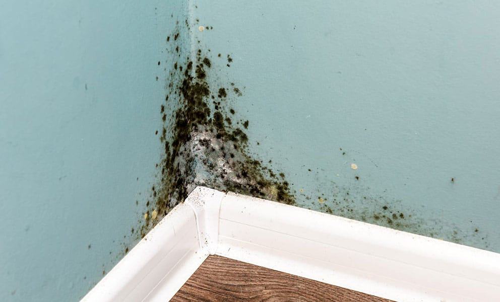 Mould at Home: How Dangerous Is It & What Can Be Done?