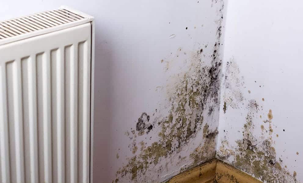 How to Prevent Mould in Council Houses