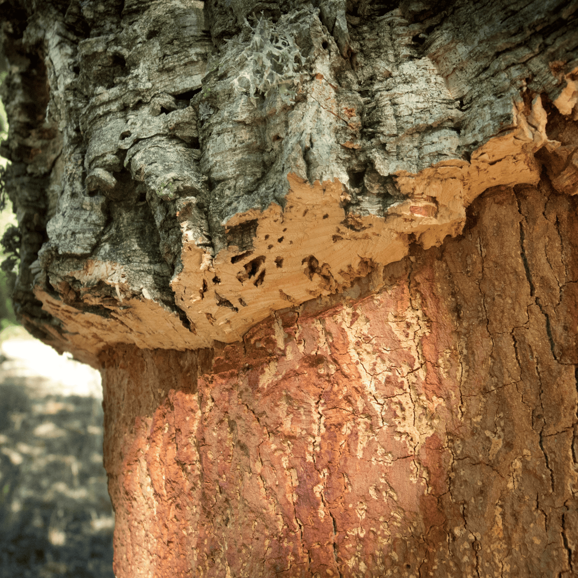 cork tree1